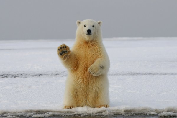 Comment organiser un camping pour observer les ours polaires en Arctique?